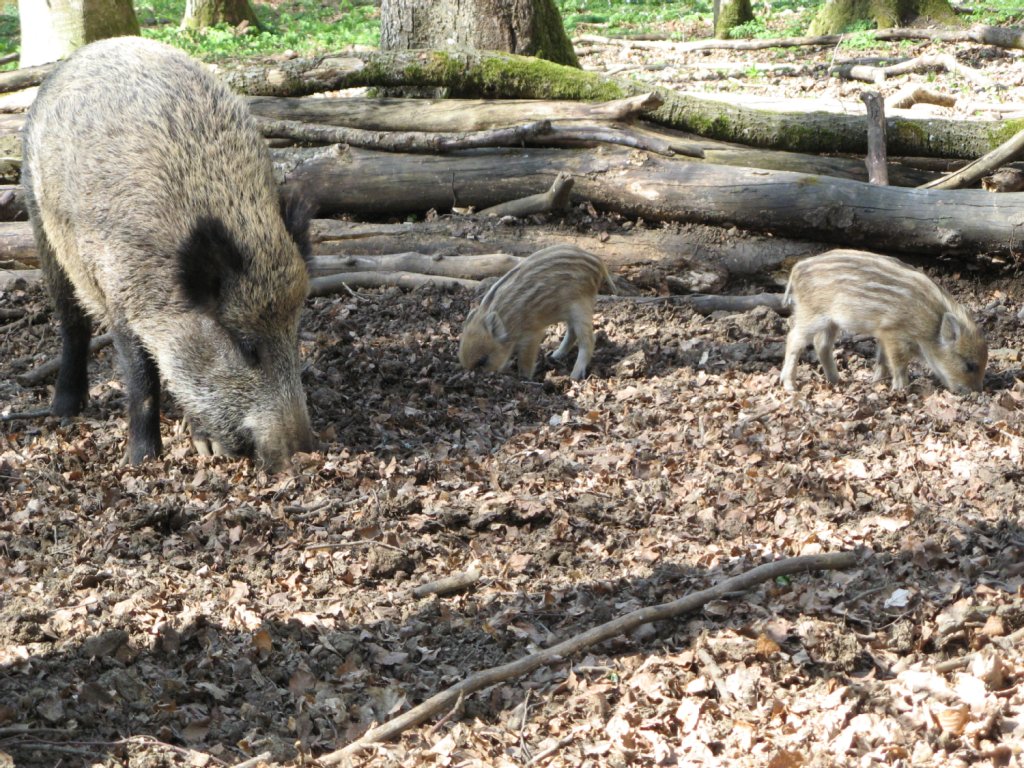 Wildschwein mit Nachwuchs im Wildpark Eichert